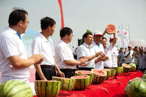 吃瓜仪式文章,一场独特的社交盛宴