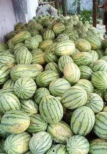 吃千斤瓜,探寻农业奇观