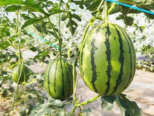 吃瓜群众的瓜是指那哪些瓜,网络热词背后的文化现象