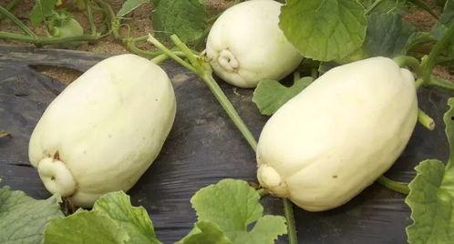 吃银瓜的好处,养生佳品，健康生活必备