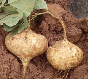 有痛风的可以吃土耳瓜吗,土耳瓜的食用指南