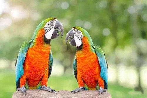 鹦鹉 吃哈密瓜,哈密瓜盛宴