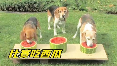 狗子和人吃瓜,和谐共食的温馨瞬间