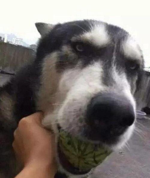 狗子和人吃瓜,和谐共食的温馨瞬间