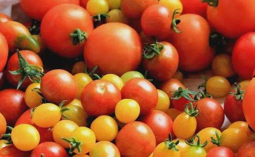 明星吃瓜番茄小说