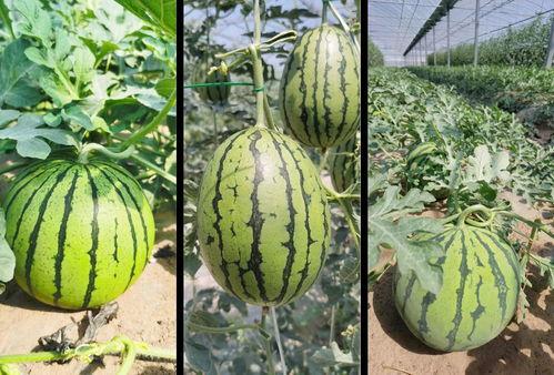 临沭吃瓜事件详情,一场引发社会热议的“瓜农维权”风波