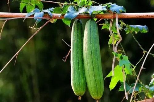 夏季三瓜怎么吃,西瓜、黄瓜、苦瓜的创意吃法