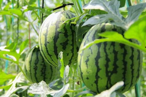 我在吃瓜 什么瓜,揭秘“吃瓜群众”背后的热门话题与幕后真相