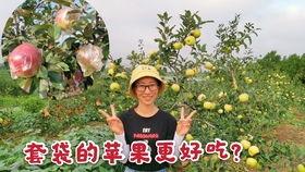 狂野的吃瓜,揭秘娱乐圈的疯狂幕后故事