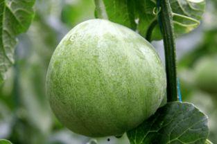 要钱吃瓜,网络热词背后的娱乐经济现象