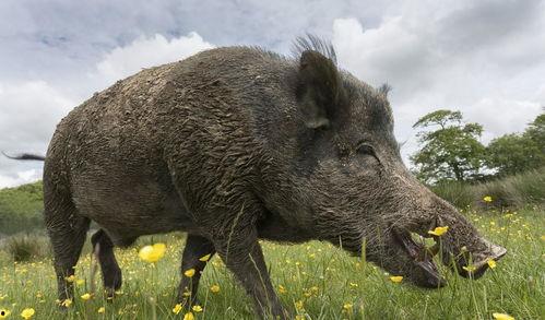 野猪吃角瓜吗,揭秘它们对角瓜的喜好