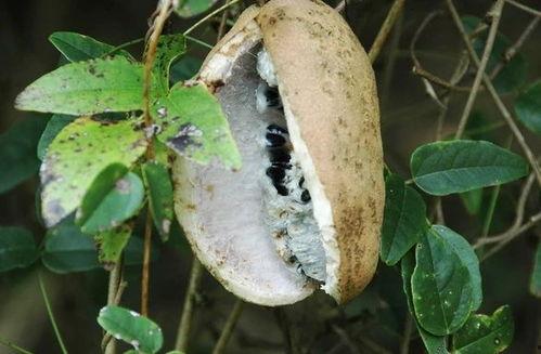 八月瓜怎么吃八月瓜,解锁美味新体验