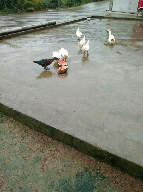 吃瓜冲浪鸭,揭秘网络热点的幕后故事