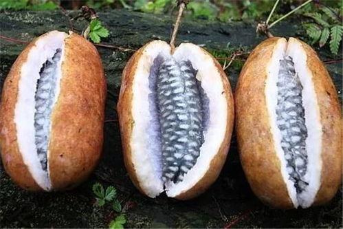 八月瓜怎么吃八月瓜,解锁美味新体验