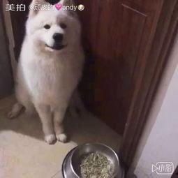 吃瓜吃狗粮的视频下载,揭秘热门吃瓜吃狗粮视频下载攻略